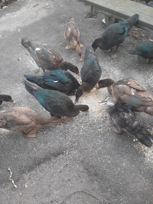 Качки і качури продаж