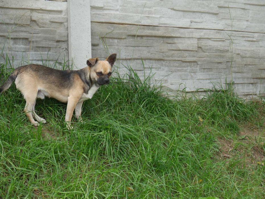 Chihuahua 9 miesięcy