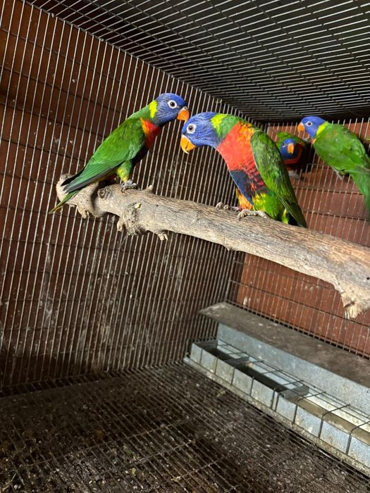 Para venda Loris molucano