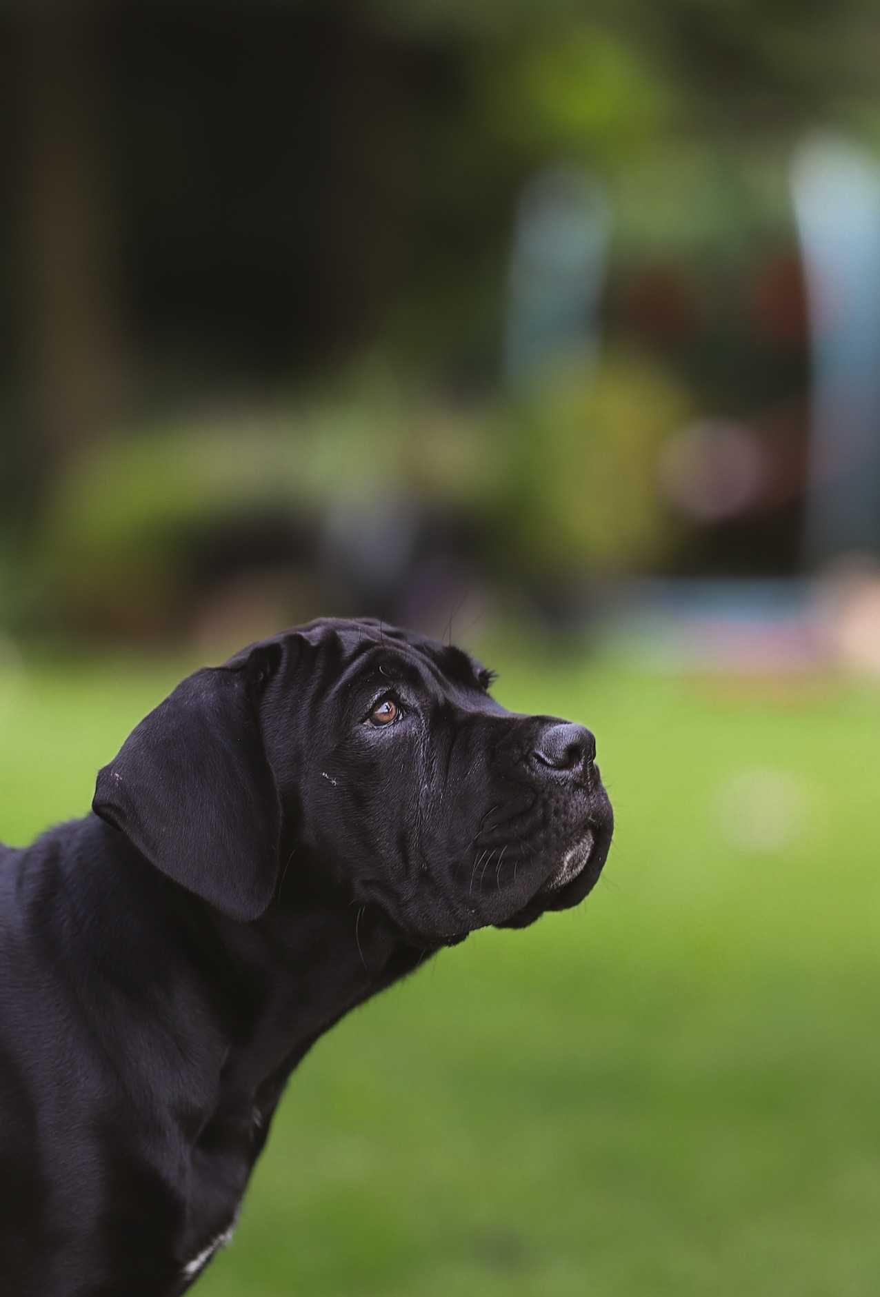Suczka Cane Corso z elitarnego skojarzenia multichampionów