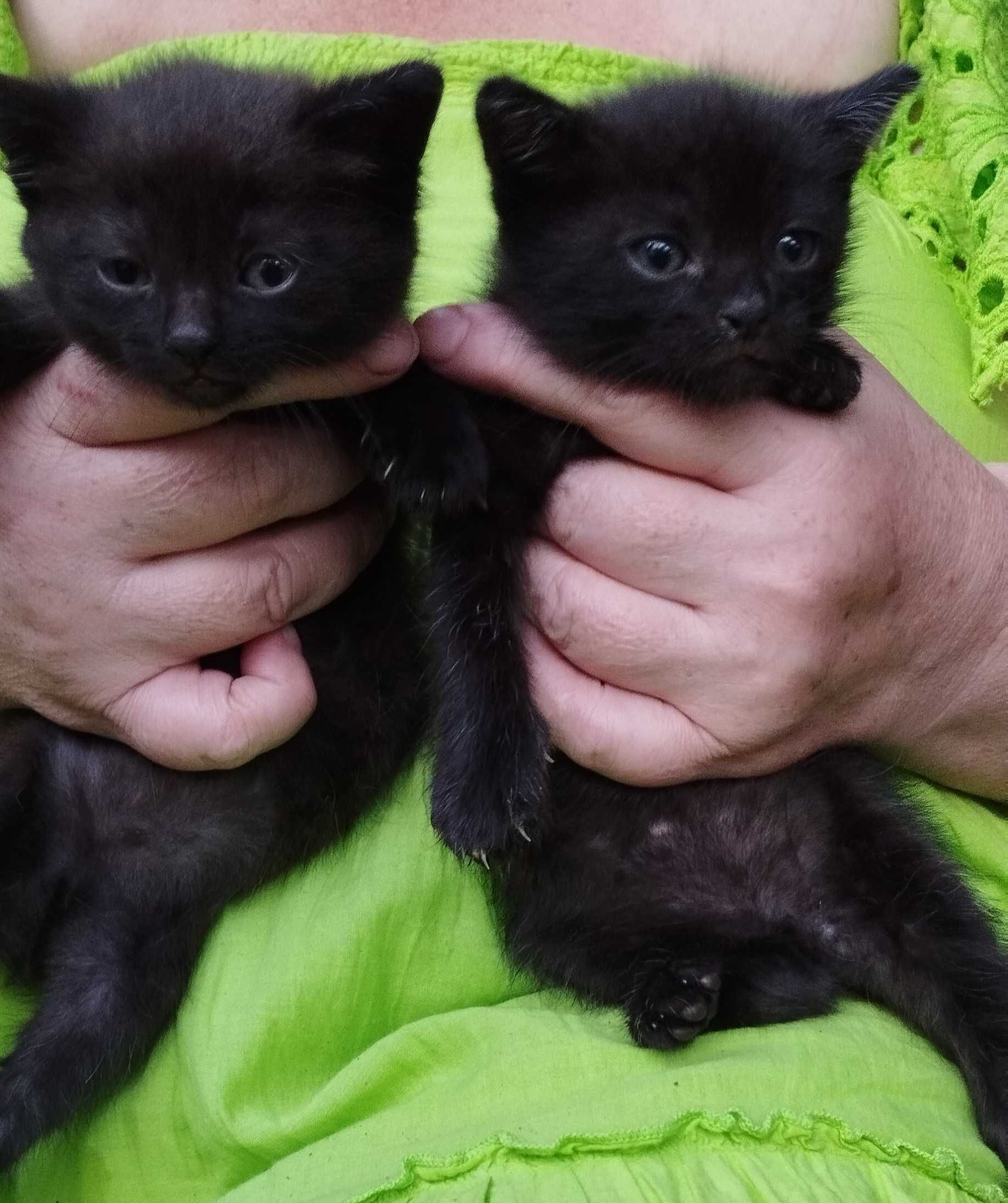 Віддам гарнесеньких кошенят