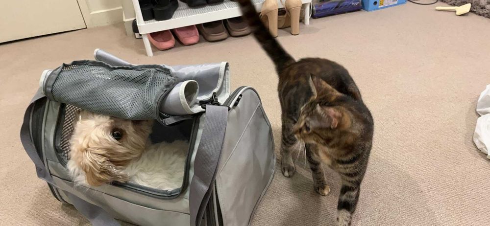 Torba transportowa transporter dla psa kota do samolotu