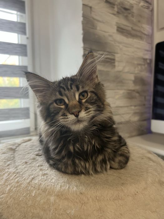 Kotka Maine Coon “GAJA” f22 FPL/FIFE – klasyczny czarny szylkret