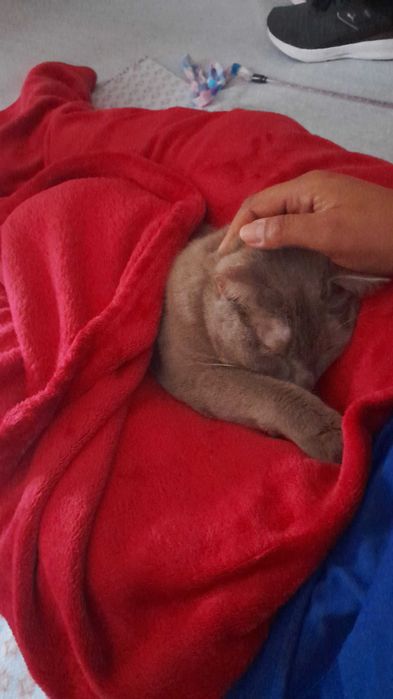 Cuido do seu patudo – Mi Cuida Pets / Coimbra