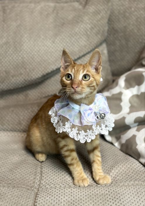 Котик рудий в добрі ручки