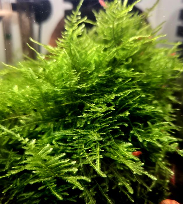 Mech Christmas moss
