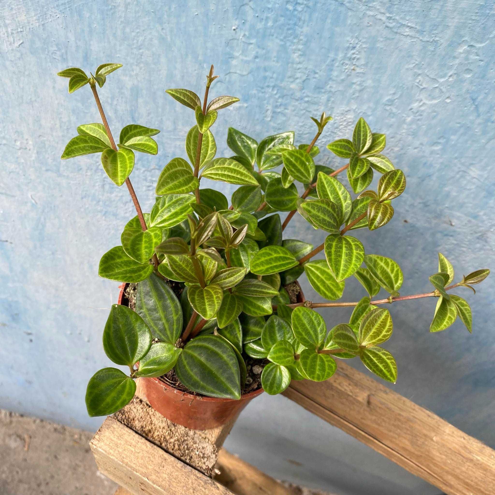 Peperomia Angulata