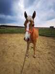 Roczny urodziwy ogierek Haflinger