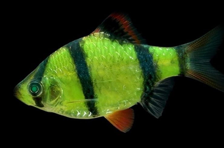 Барбус, барбус глофиш, GloFish, аквариумные рыбки