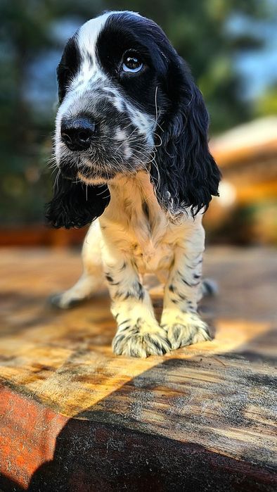 Cocker Spaniel Angielski - Piesek Blue Roan, szczeniak