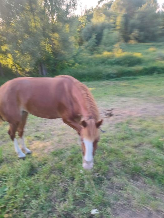 Продаю робочук Кобилу