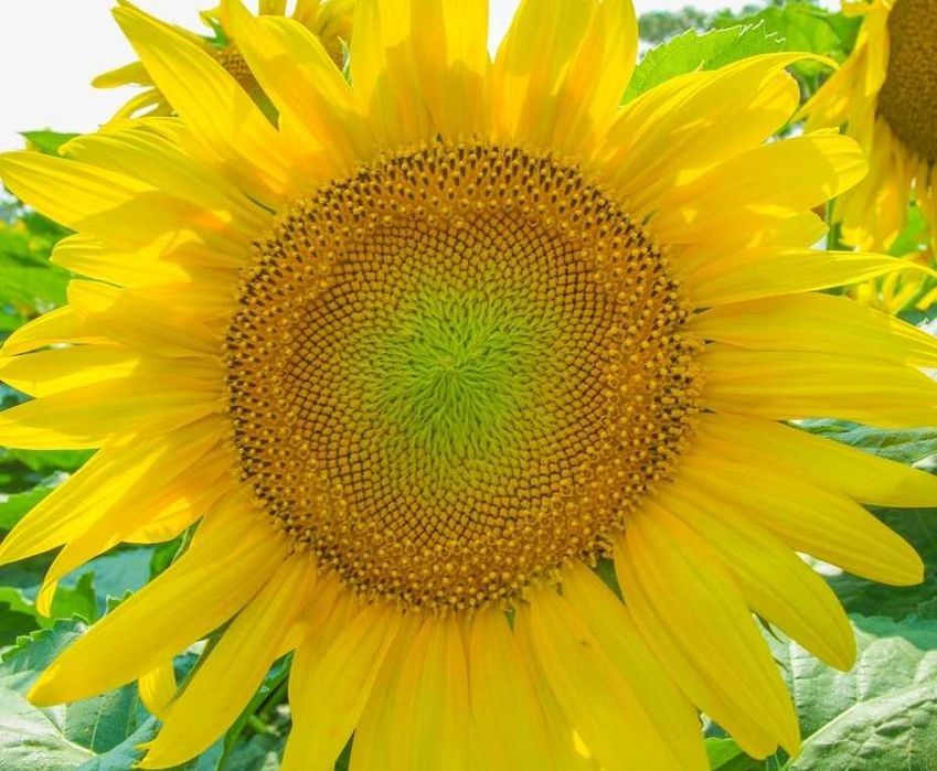 Słonecznik Green Hobbit Odm. Ozdobna Karłowa (Helianthus Annuus) 100 g