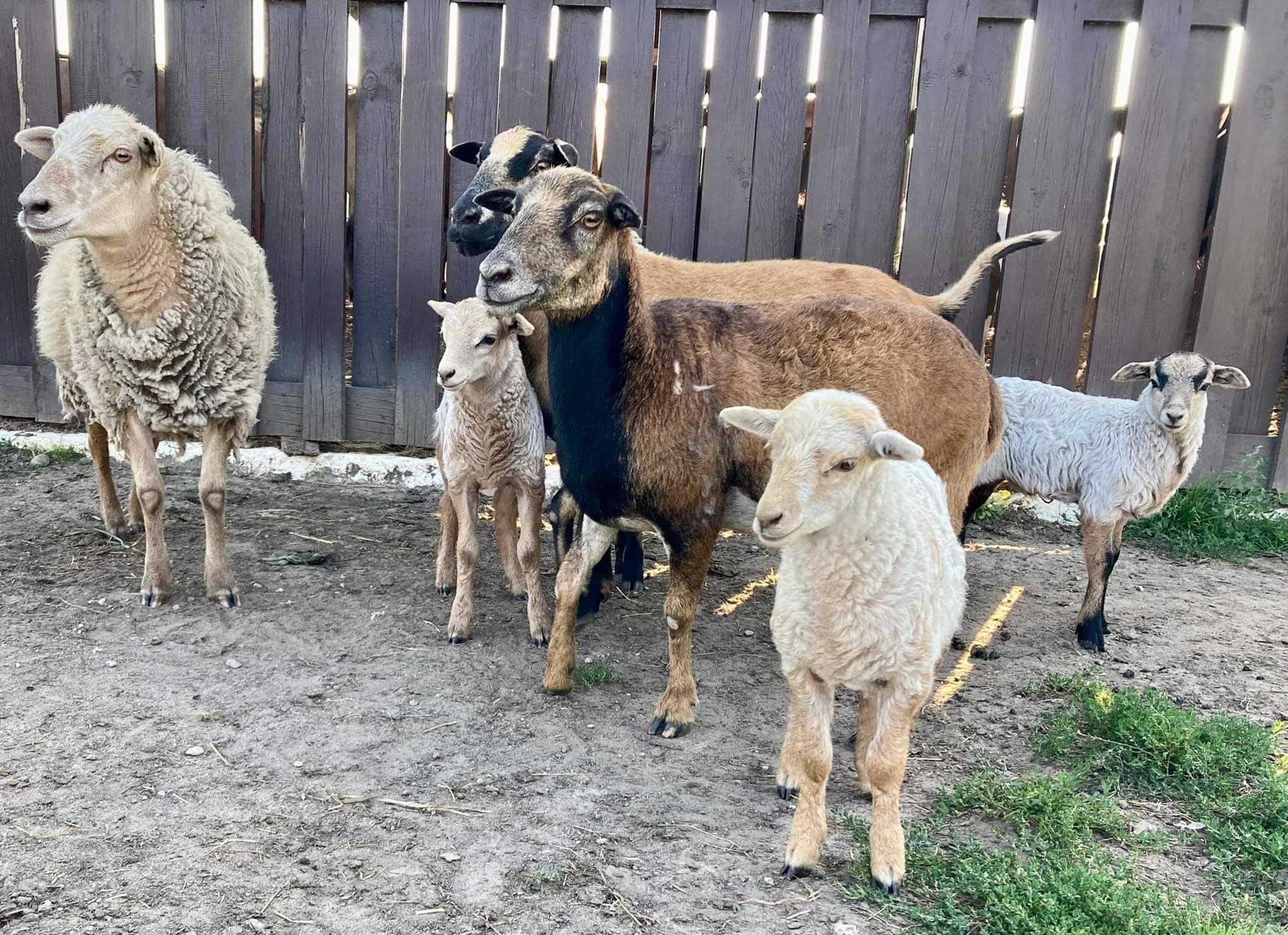 Mazury!!! Gospodarstwo Agroturystyczne Maryśka Małe leźno, mini zoo