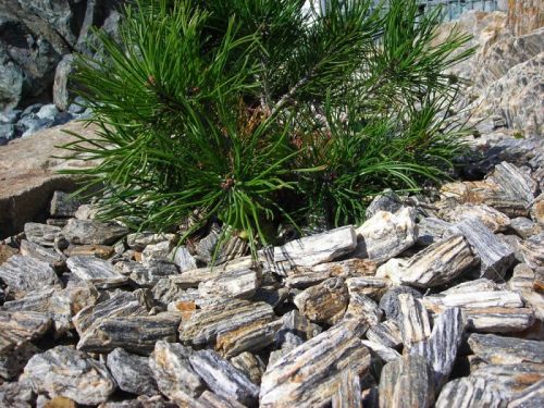 Kora kamienna 40-60 gnejs kamień do ogrodu sosnowa ziemia granit grys