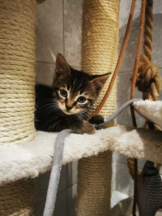 Kociaki i ich dzielna mamusia