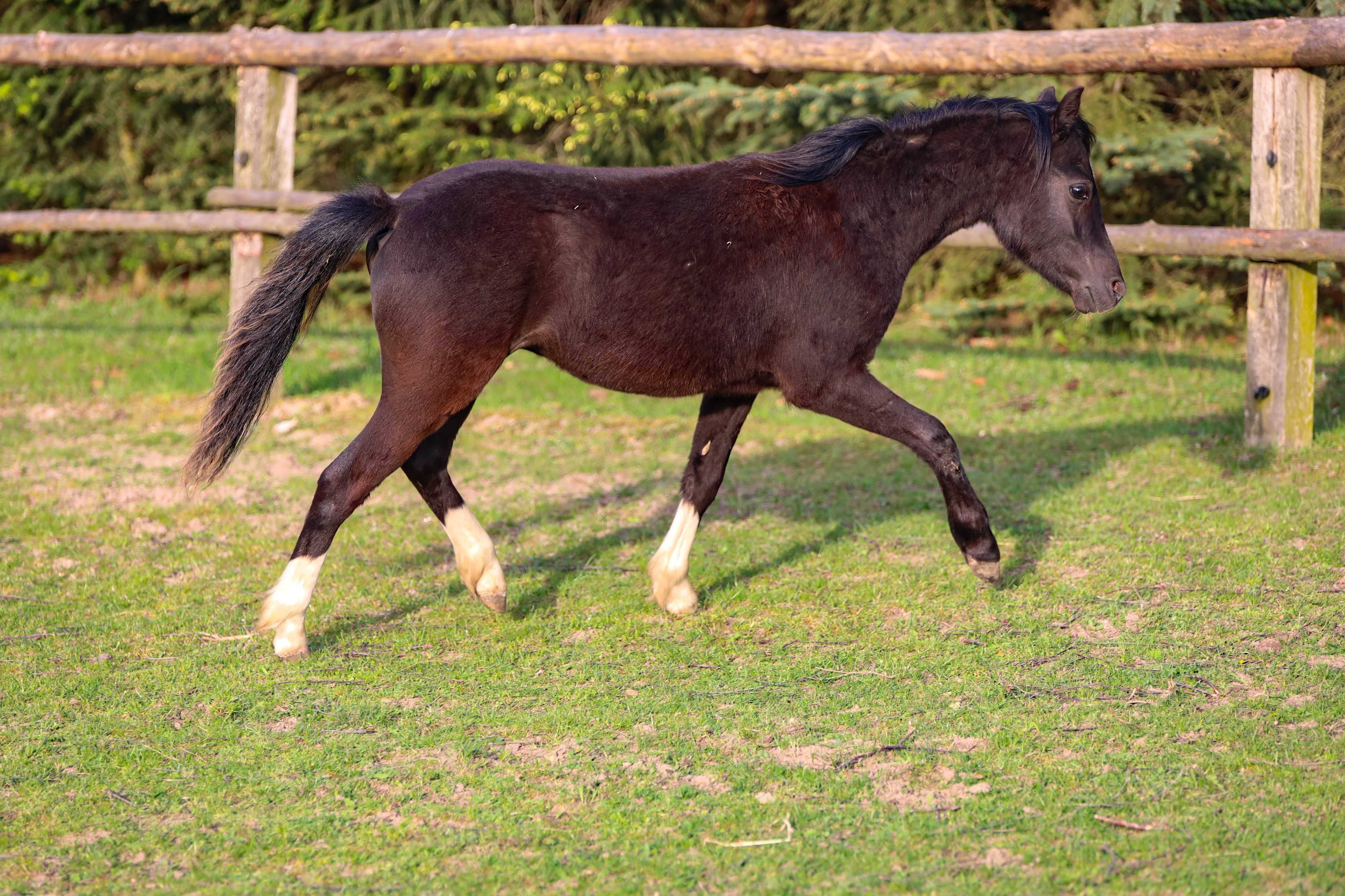 Ogierek roczny welsh pony grupa A