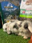 Coelho Anão Mini Lop Belier - LOJA!!