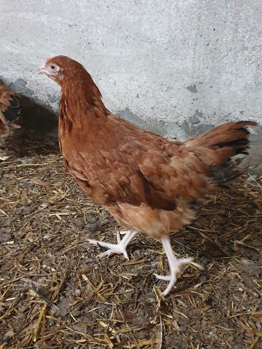 Kury Kokoszki Nioski