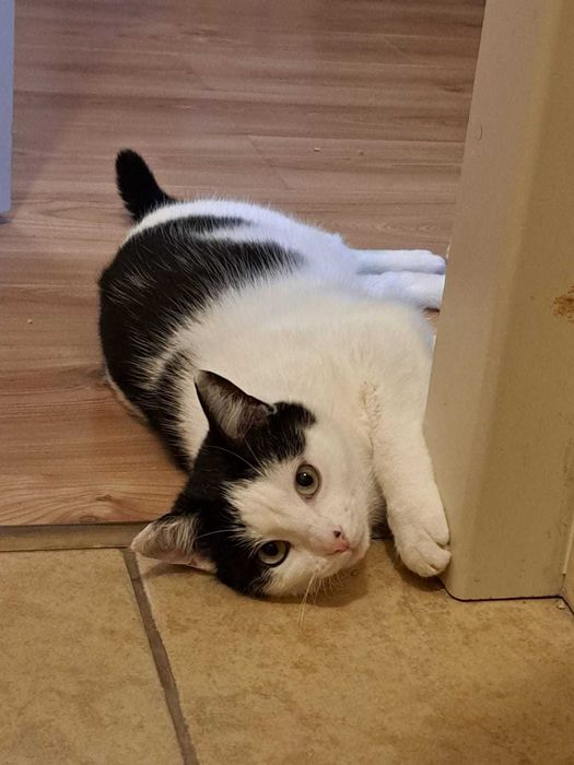 Kocurek szuka kochającego domu