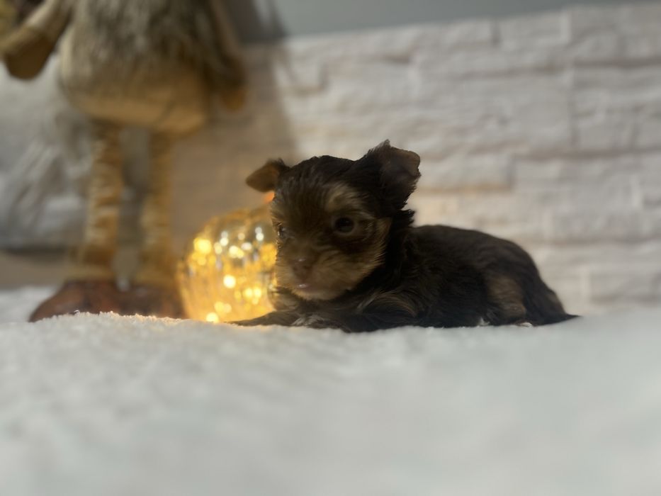 Yorkshire terrier pies