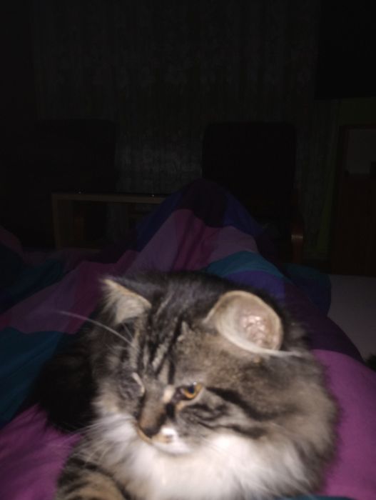 Kocurek syberyjski neva masquerade z rodowodem