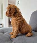 Suczka Cavapoo F1 Cavoodle Cavalier & Pudel