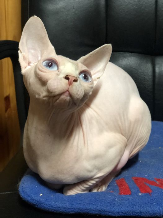 Канадский сфинкс кошка