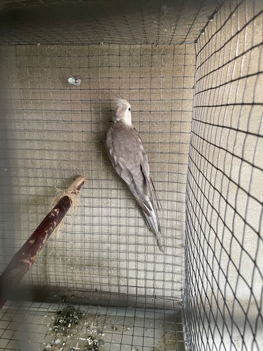 Caturras canela, arlequim e albina