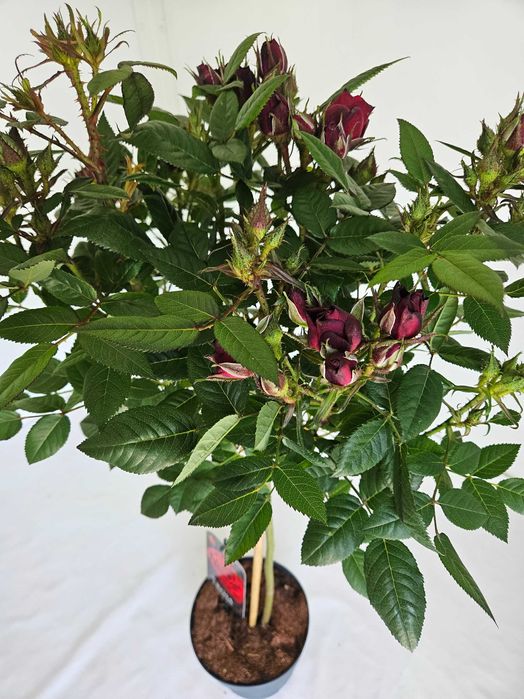 Róża szczepiona czerwona na pniu – Rosa 'Rubra'