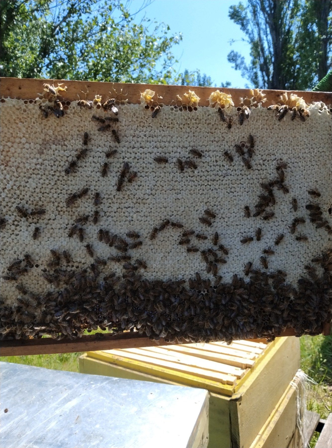 Продам рамки з бджолами