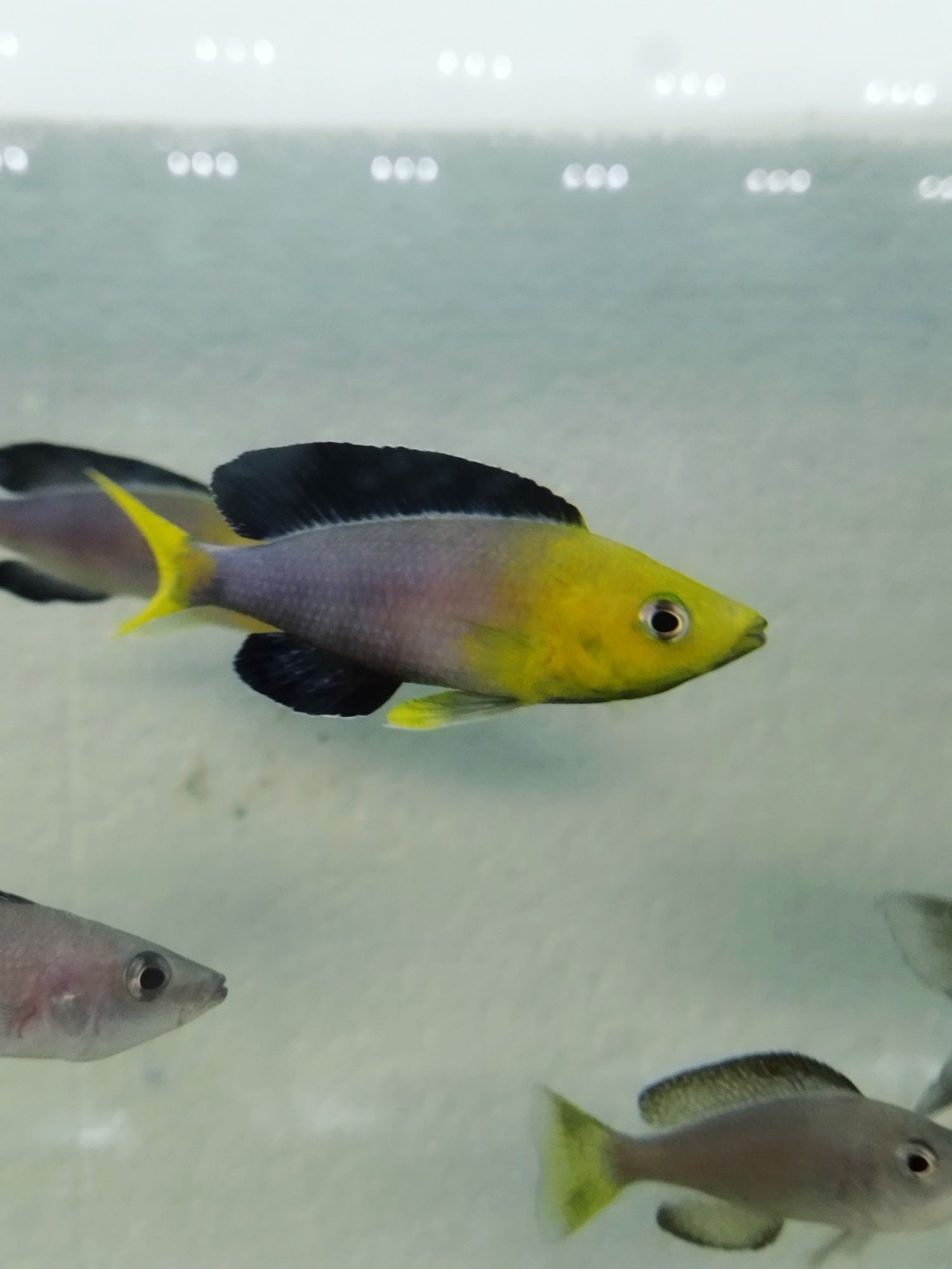 Cyprichromis leptosoma yellow head F1 tanganika