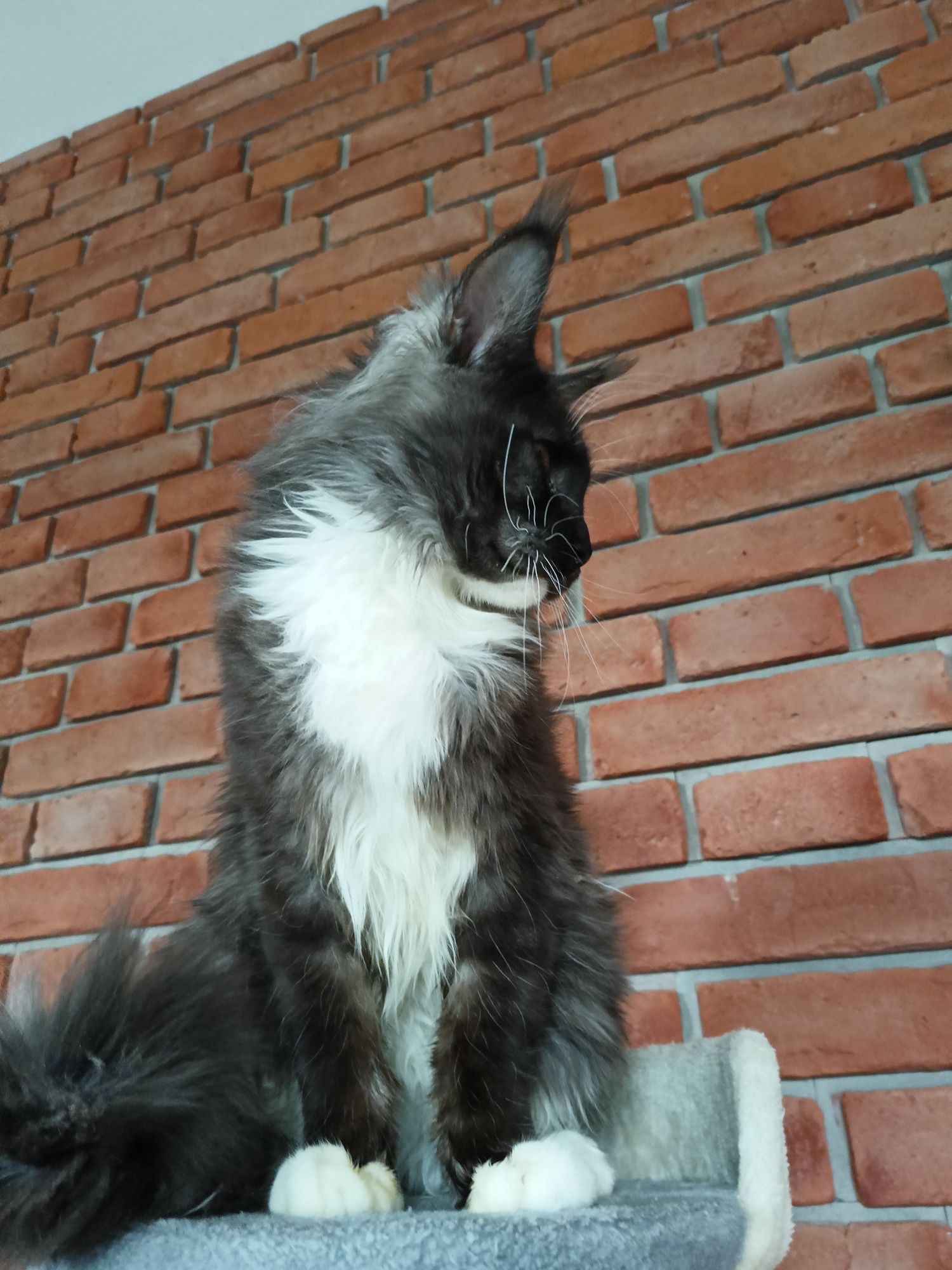 Piękny kocurek Maine Coon