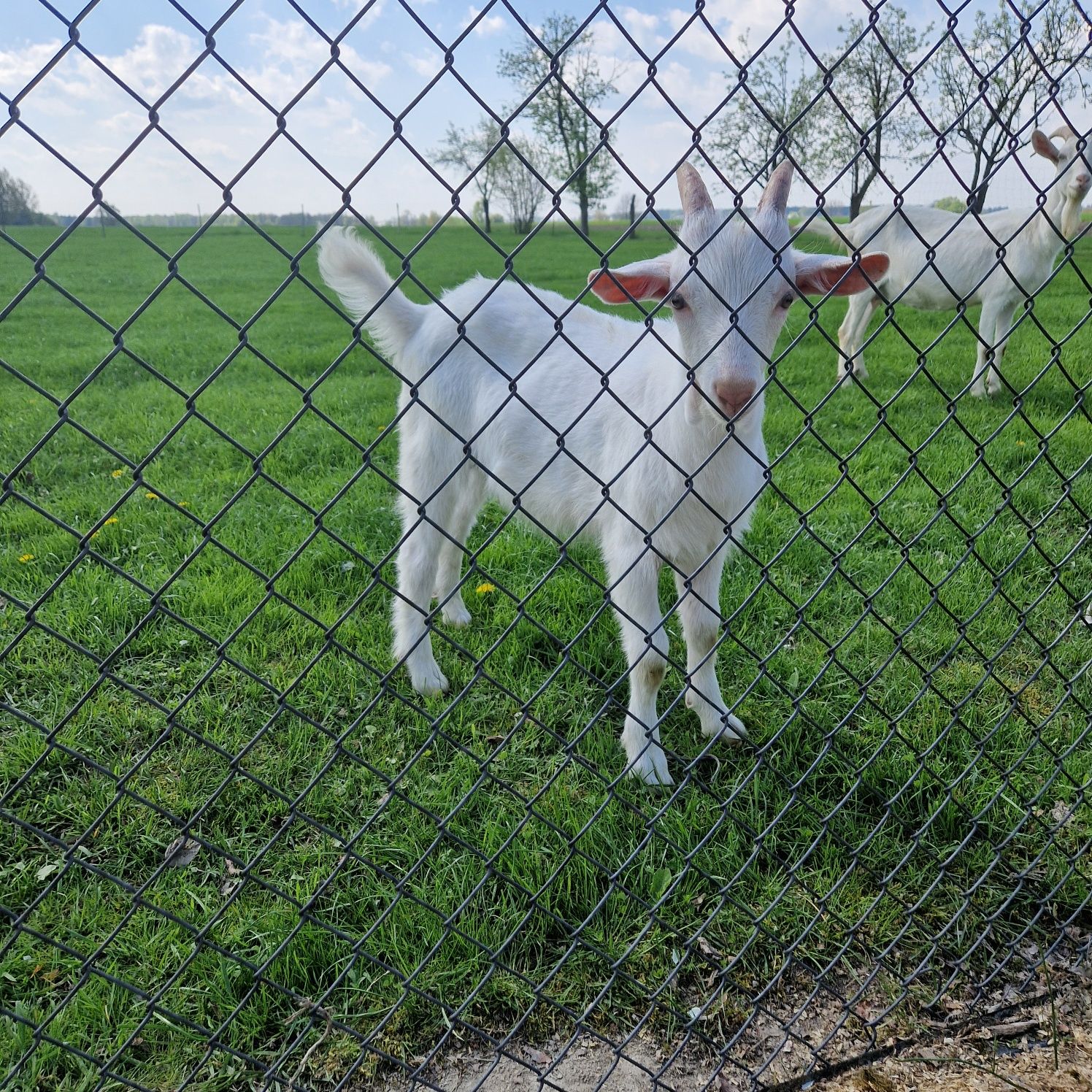 Zamienię Koza kózka koziołek młody