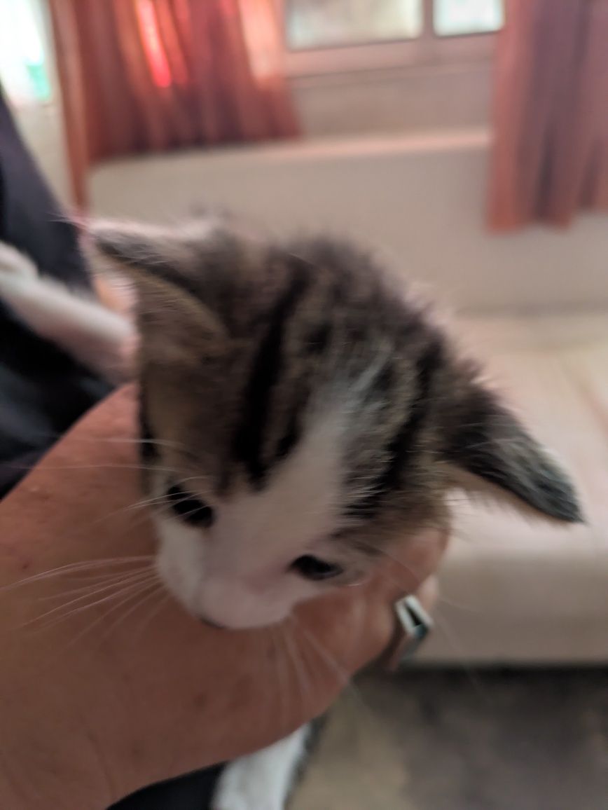 Gatos bebé, com 2 meses
