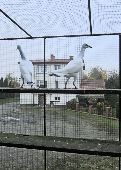 Srebrniaki wysyłam adeno chudnięcie kręciek