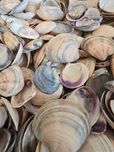 Muszle ok. 600szt. z oceanu Atlantyckiego