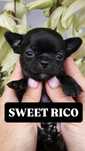 SWEET RICO -Malutki chlopiec Chihuahua