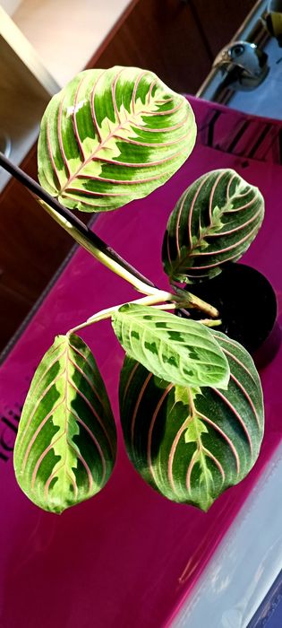 Продам Маранту 140 грн