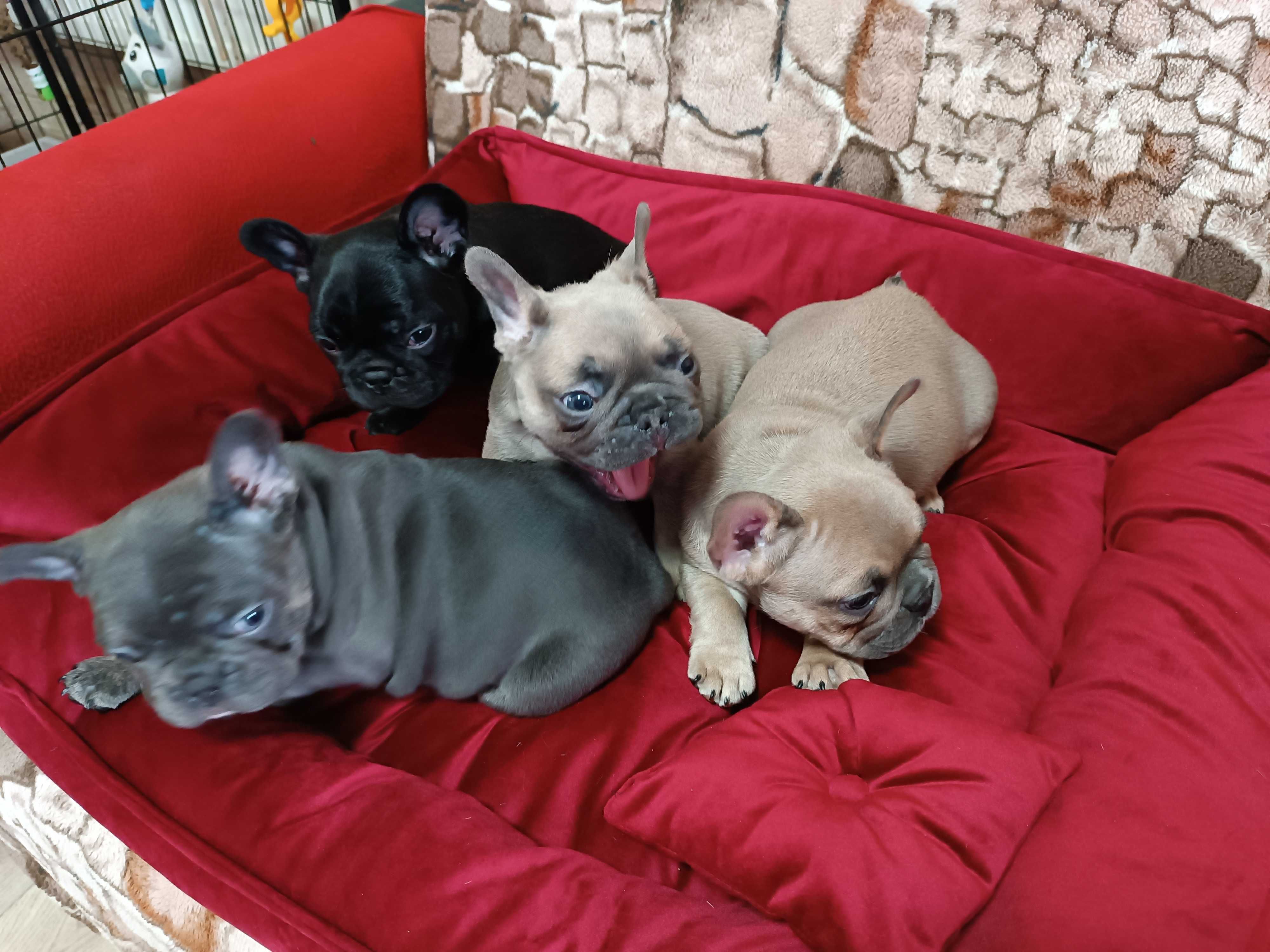 buldog francuski samiec