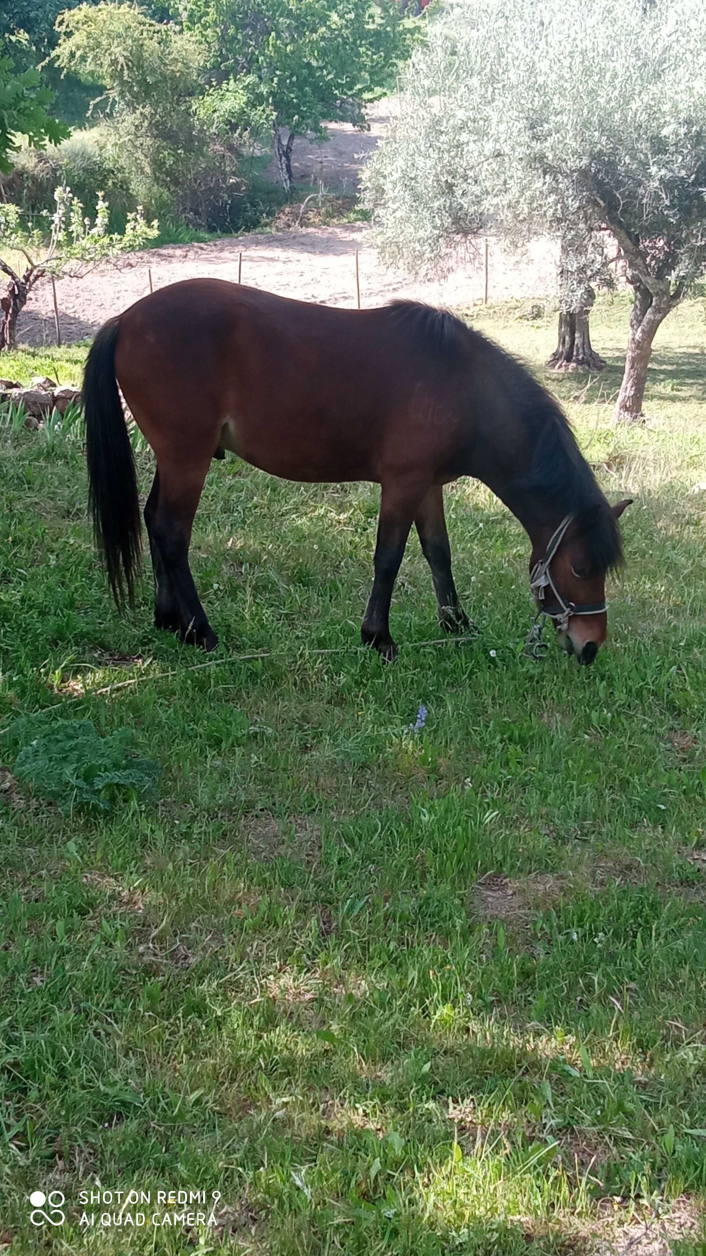 Animal de casa ou de competição