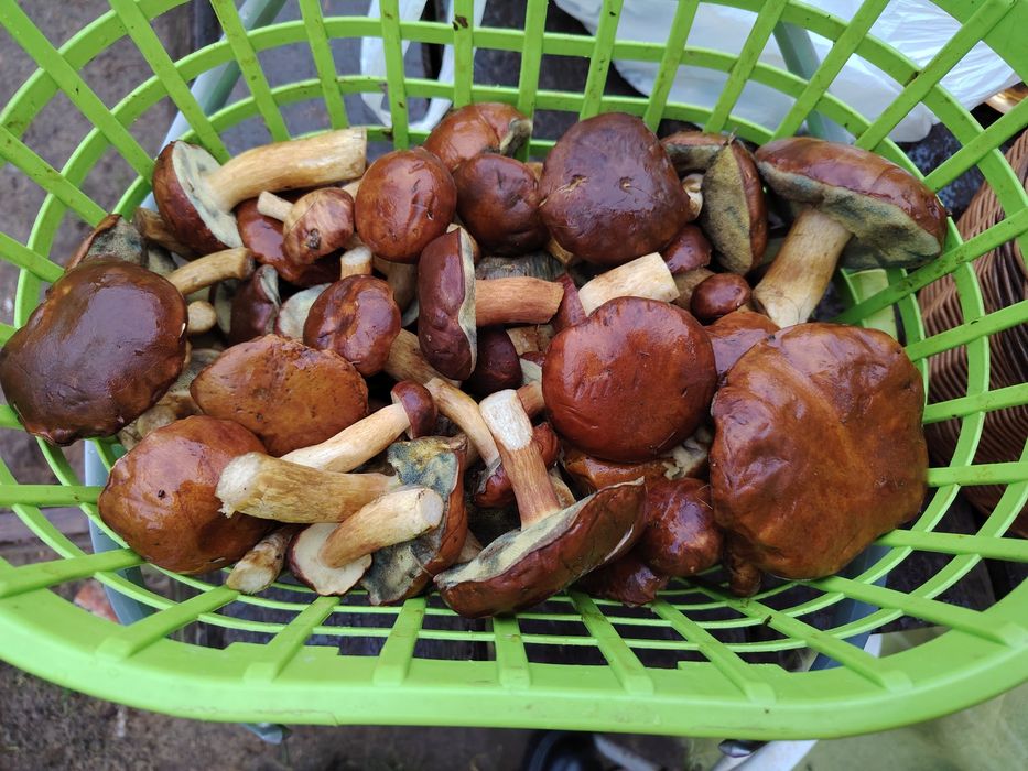 Grzybki zbieram na zamówienie