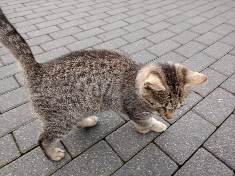 Kotki małe  do oddania