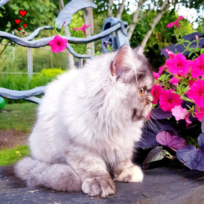 Zjawiskowa kotka perska, pers, persy, perski, perskie