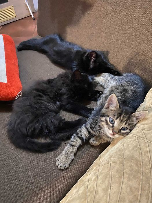 Кошенята безкоштовно