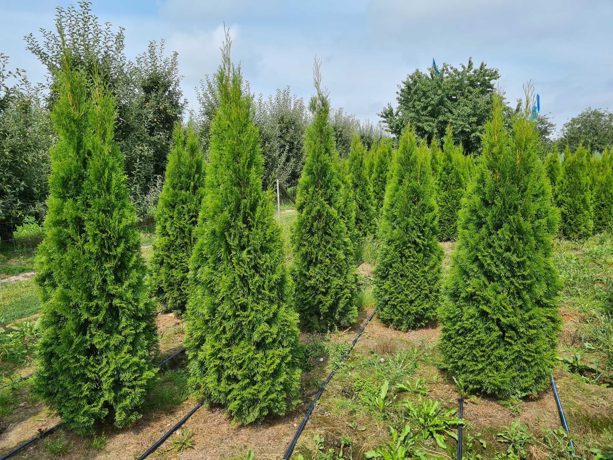 Tuja Szmaragd, Thuja Smaragd 220 cm i wyższe SUPER JAKOŚĆ, PRODUCENT
