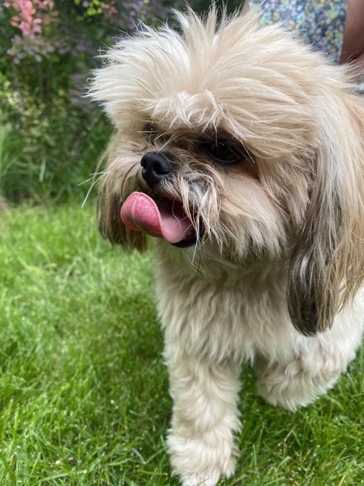 В'язка мини шит цу мальчик