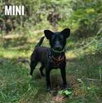 Malutka, przyjazna Mini, 1, 5 roczna adopcja za darmo oddam