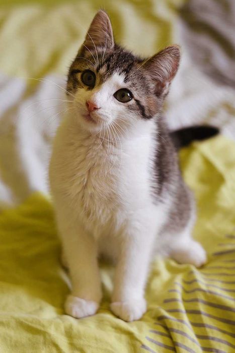 Кошеня Мартін в Добру родину! (котик, 2,5-3 міс, врятований з вулиці)
