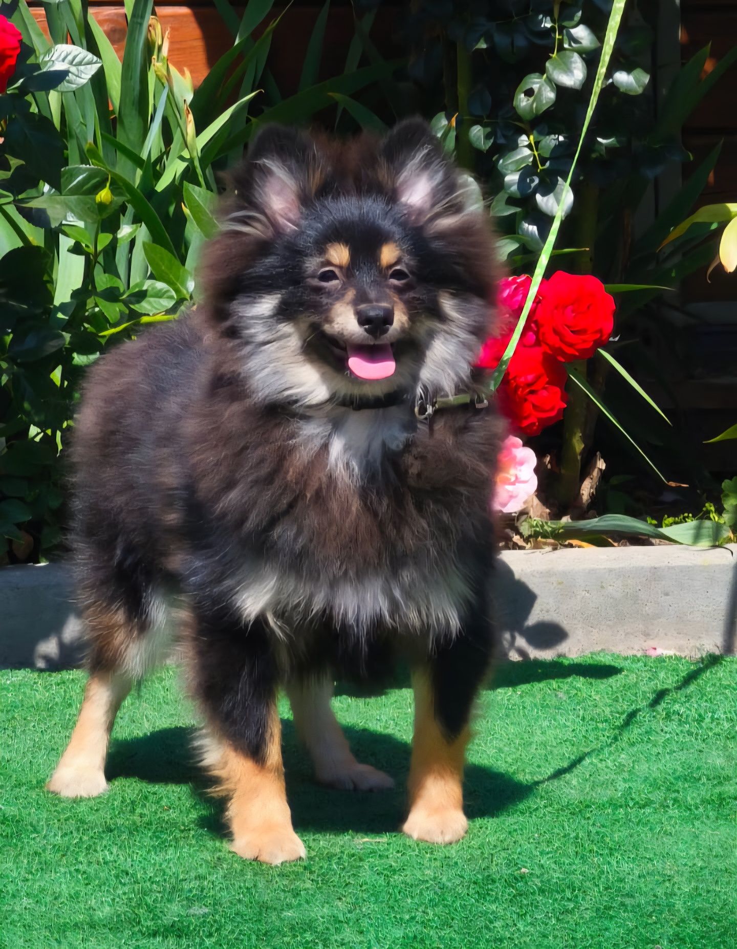 Pomeranian pies gotowy do odbioru
