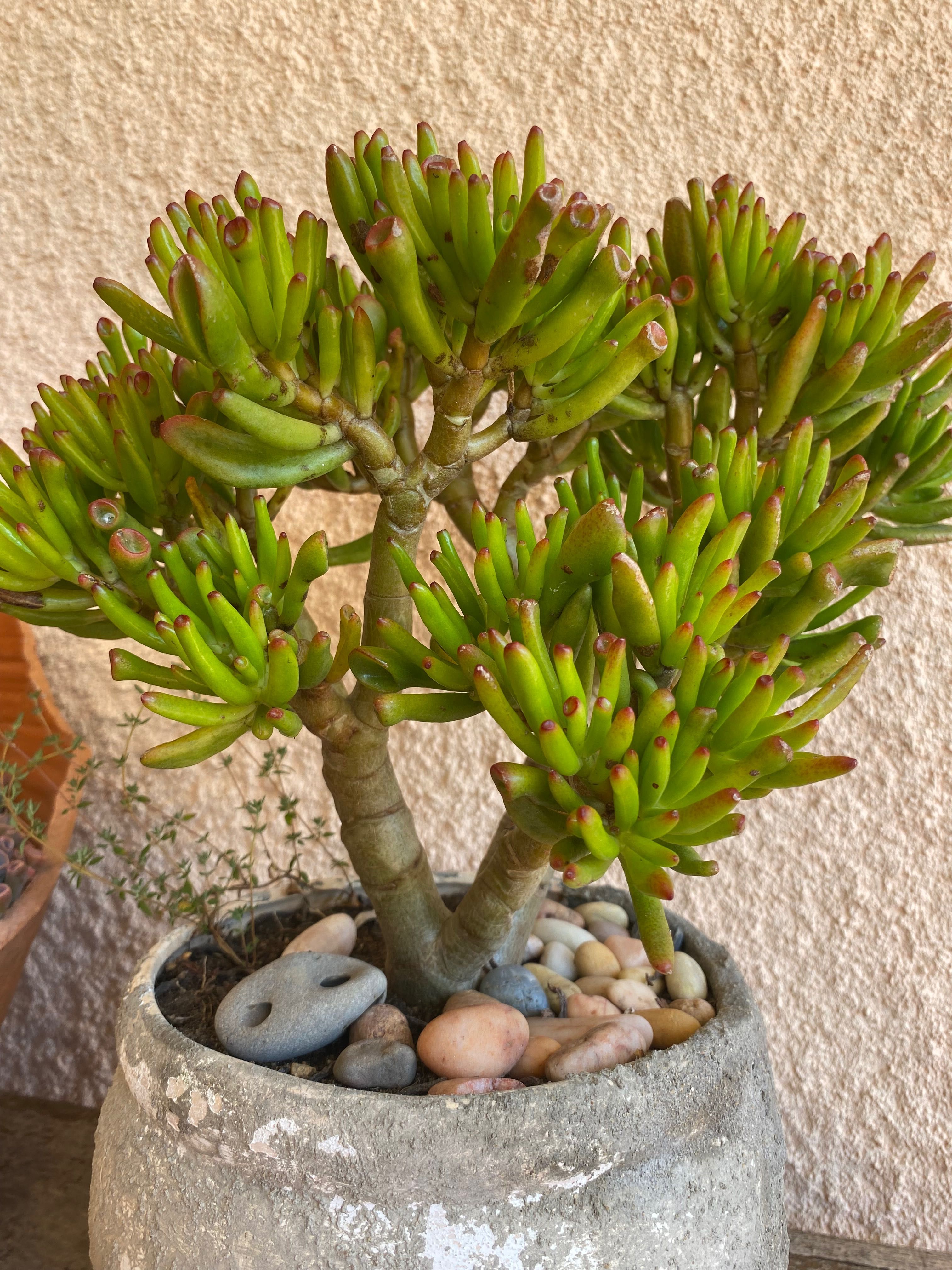 Suculenta orelha de shrek (Crassula Ovata “Gollum”